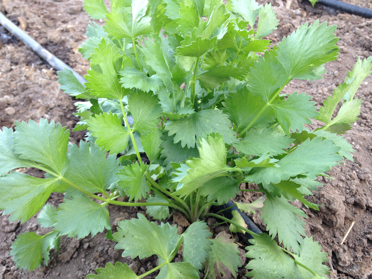 Anise