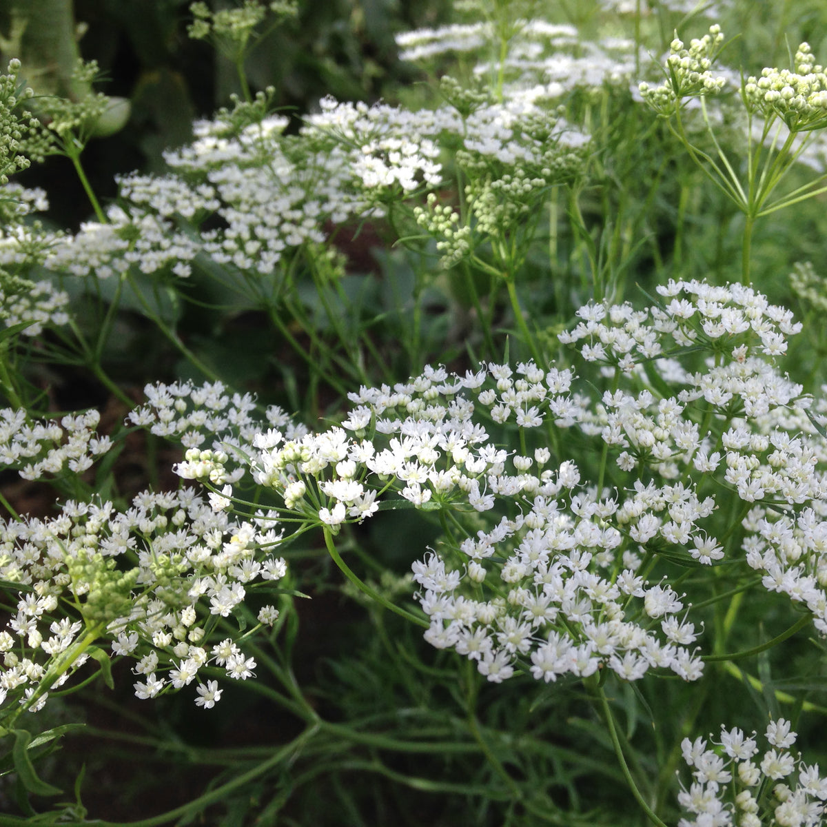 Anise