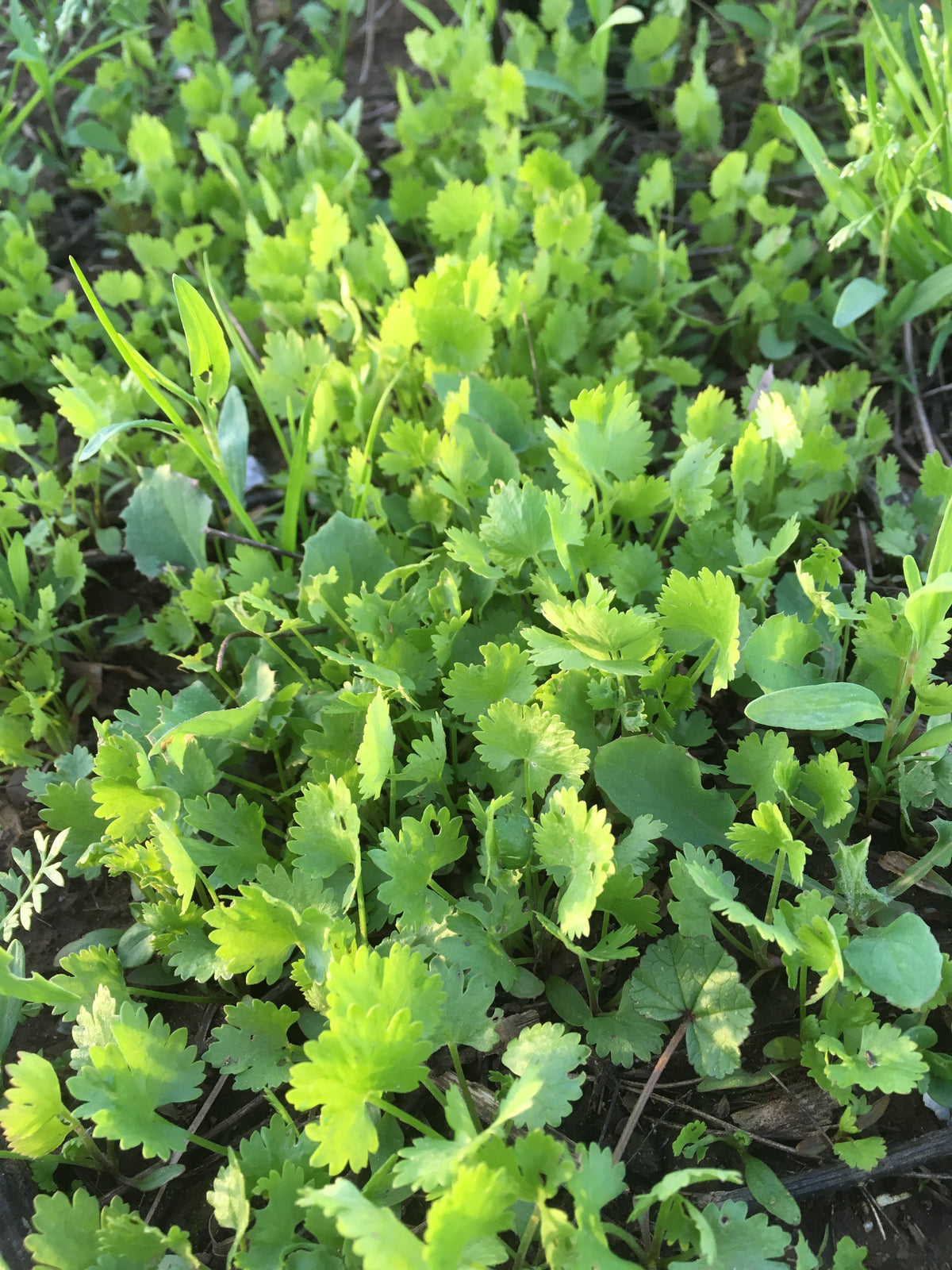 Anise