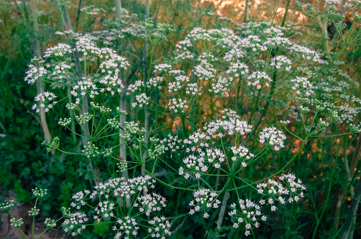 Anise