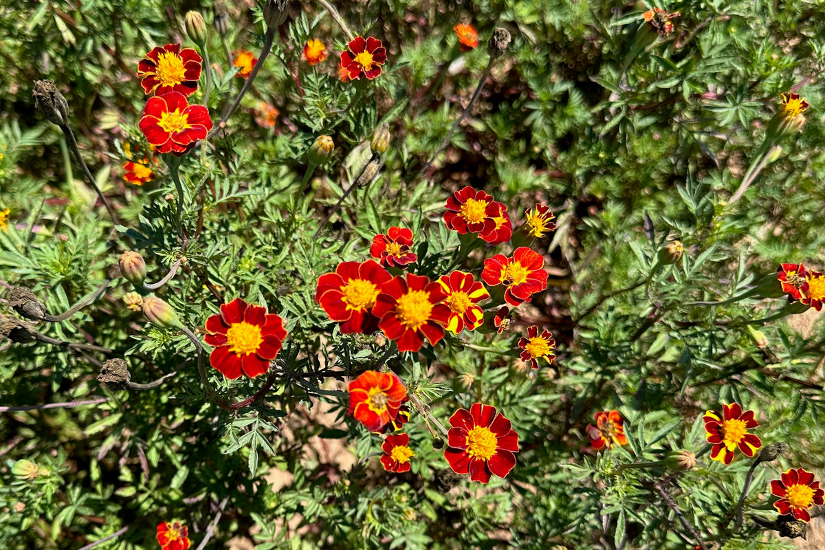 Red Gem Marigold