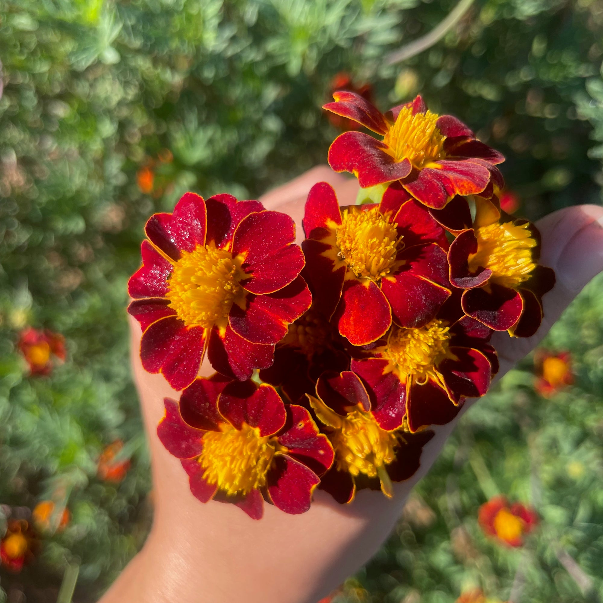 Red Gem Marigold