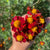 Red Gem Marigold