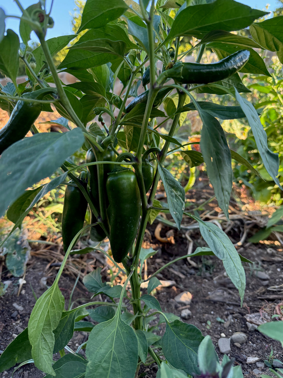 Megatron F1 Jalapeño Pepper