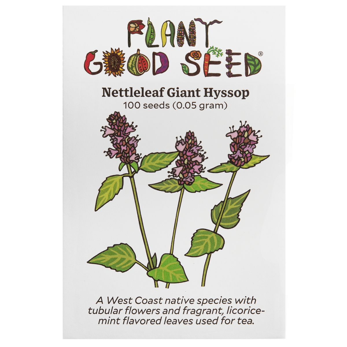 Nettleleaf Giant Hyssop