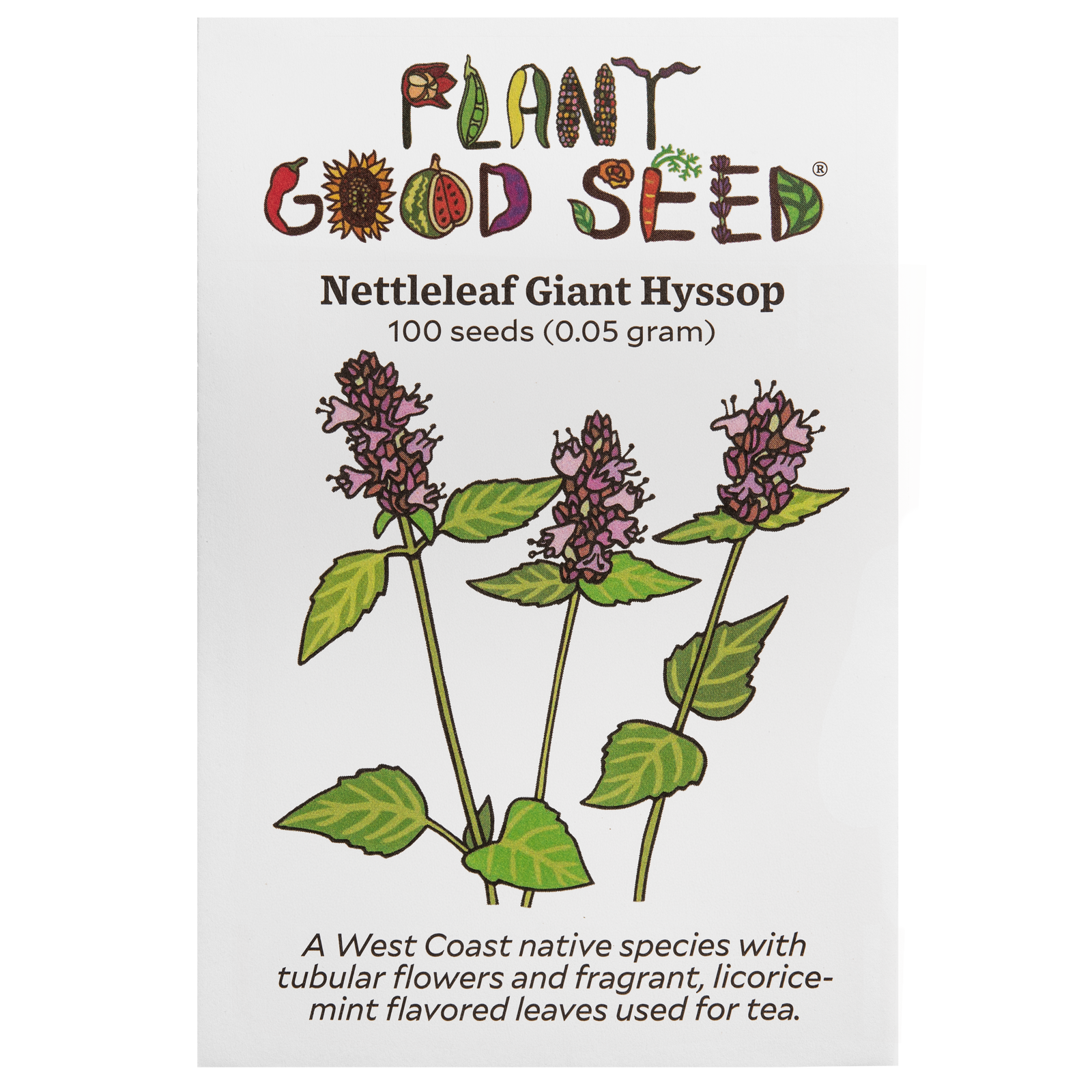 Nettleleaf Giant Hyssop