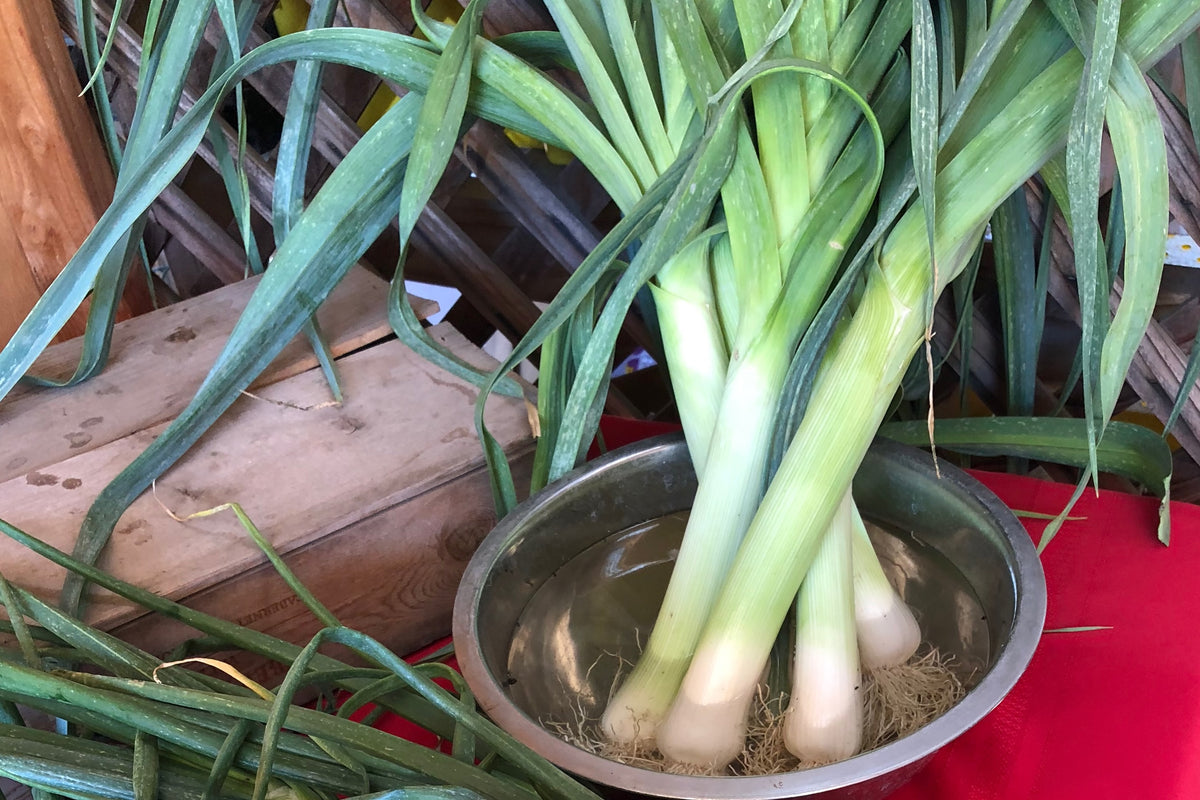 Parade Scallion