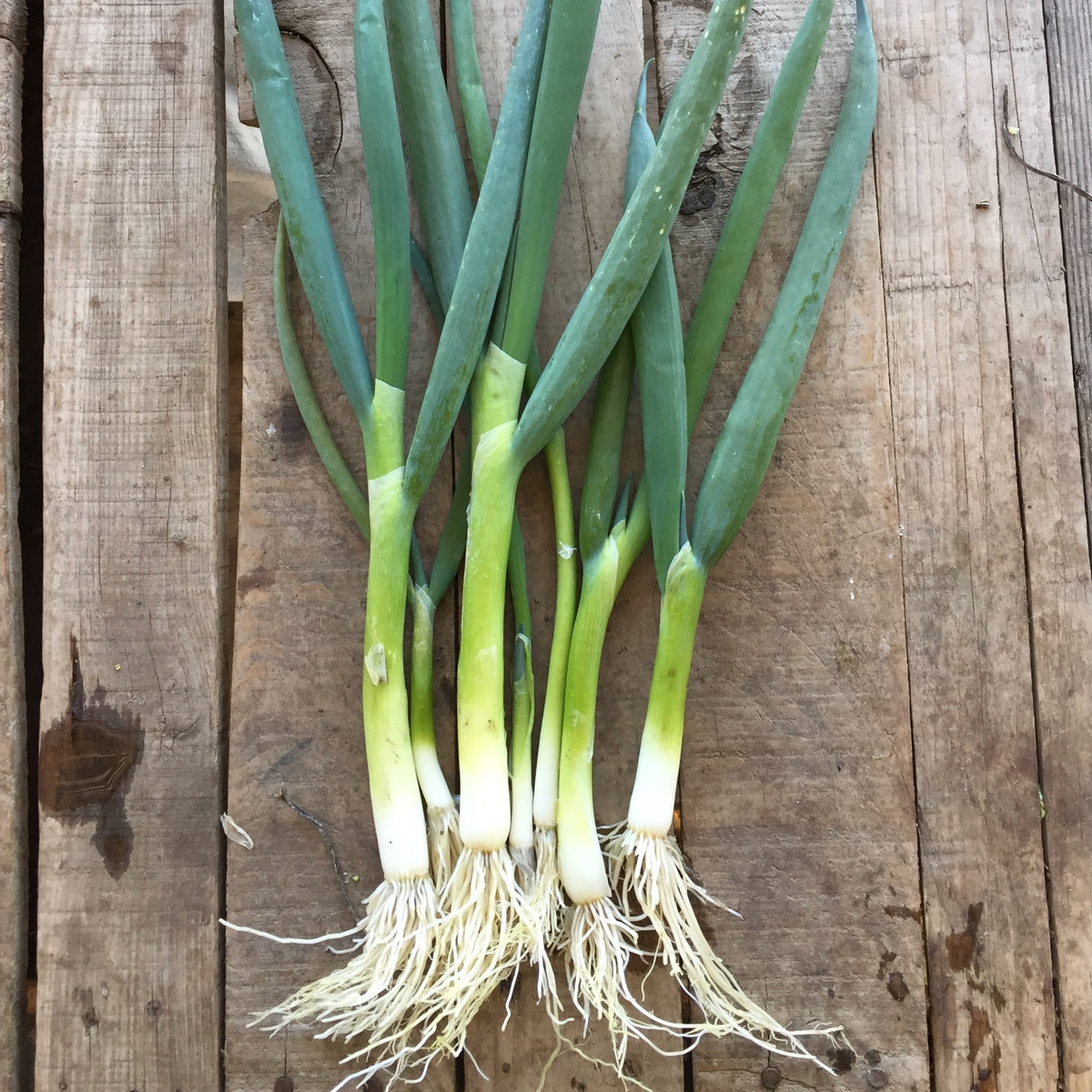 Parade Scallion