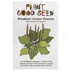 Broadleaf / Greater Plantain