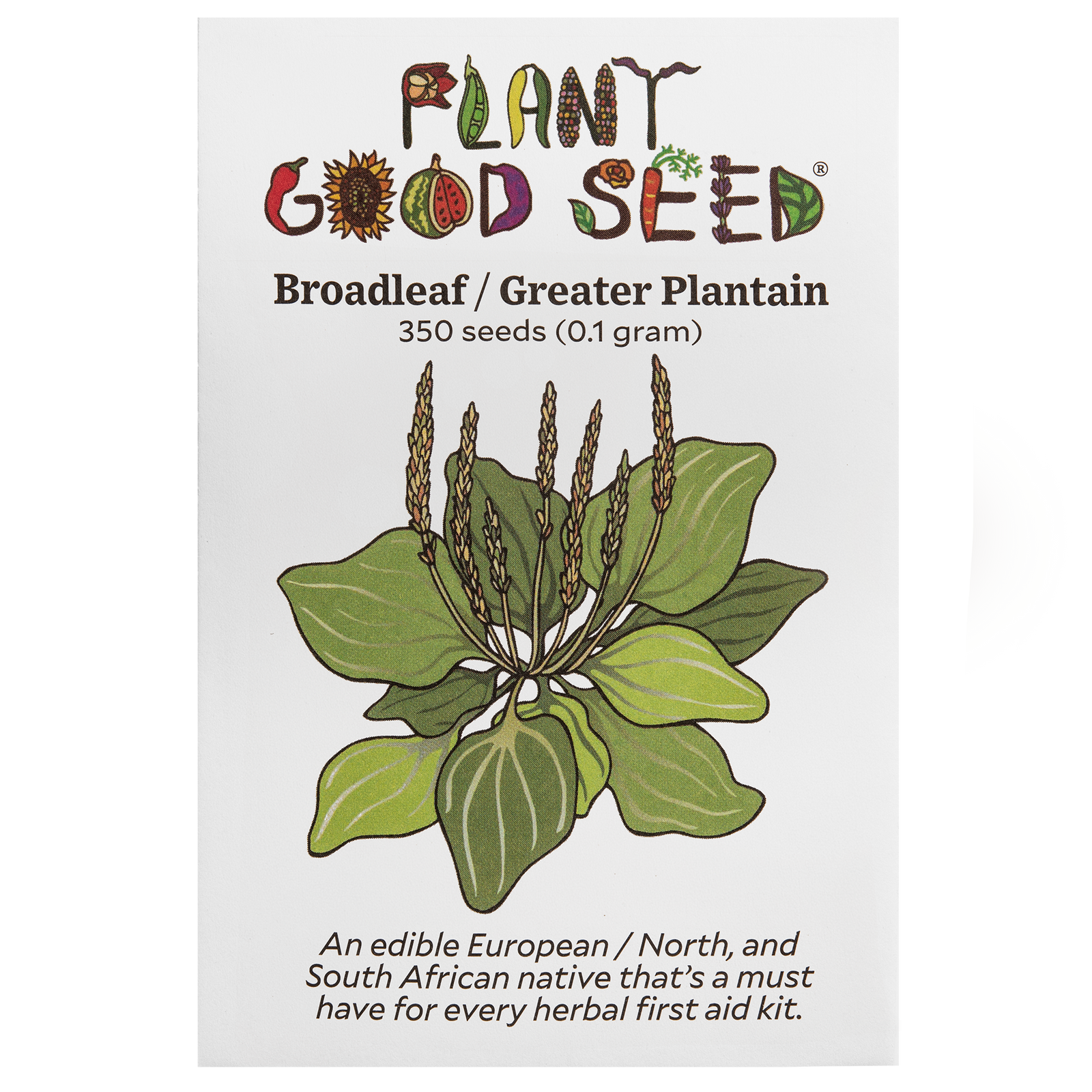 Broadleaf / Greater Plantain