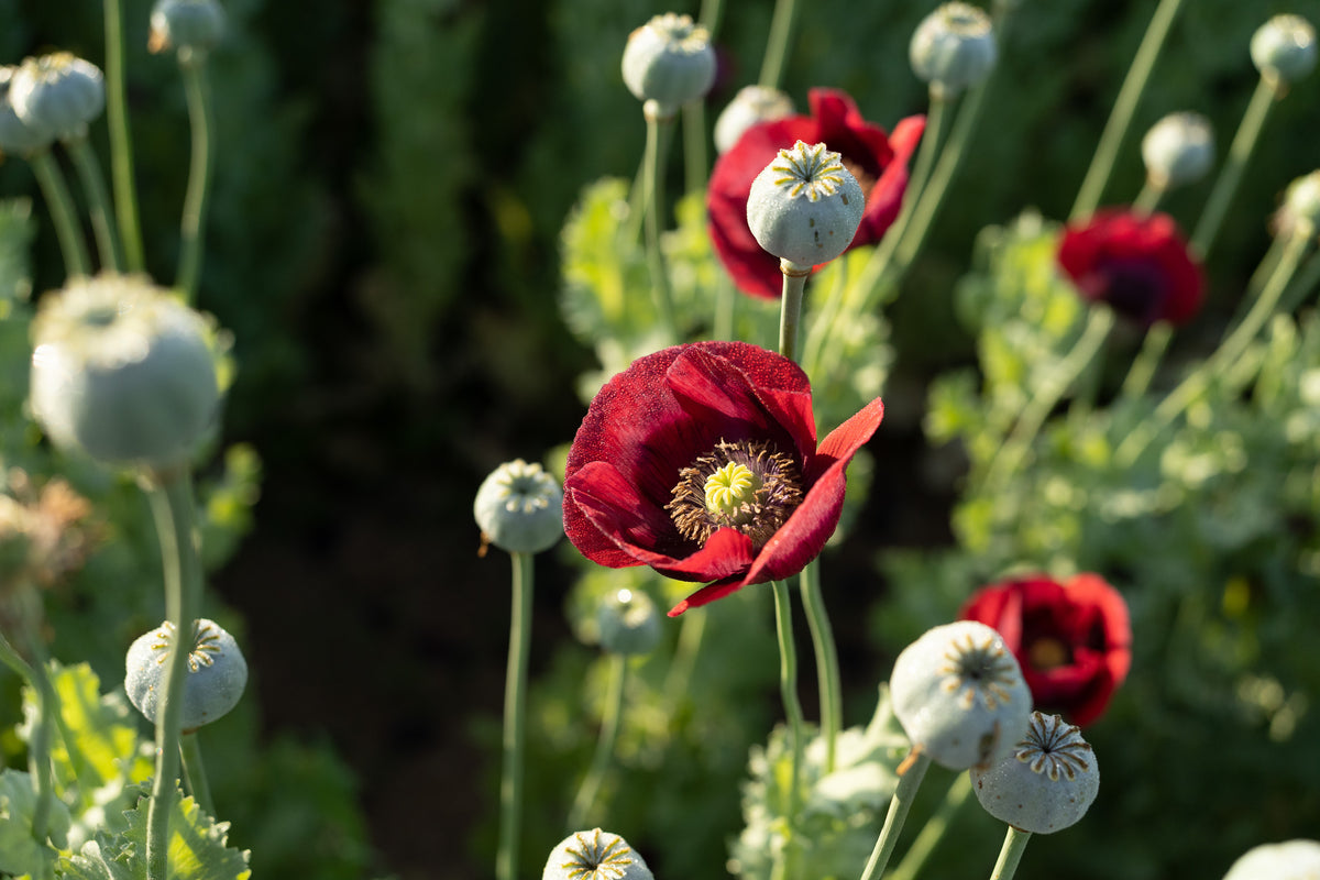Cherry Glow Poppy