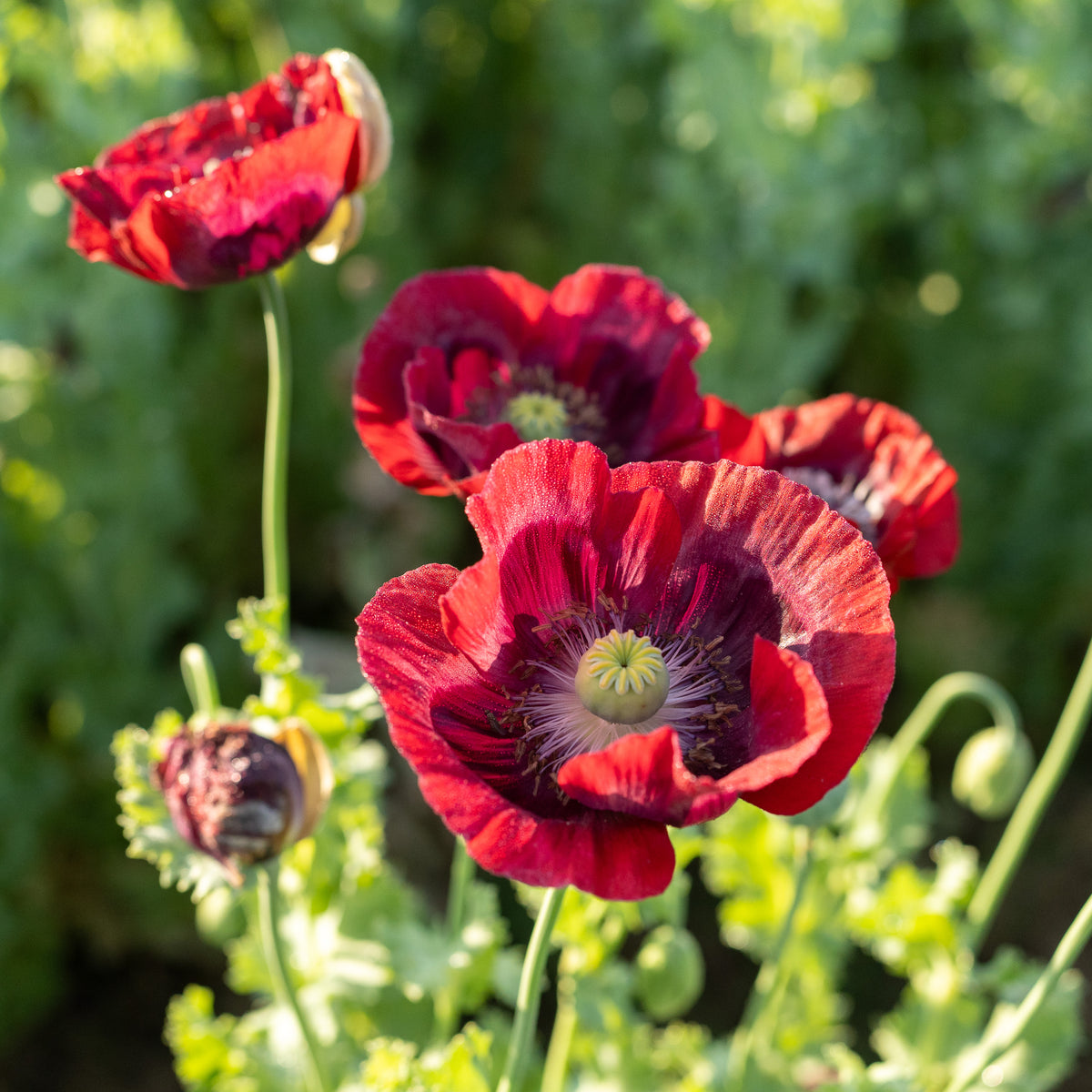 Cherry Glow Poppy