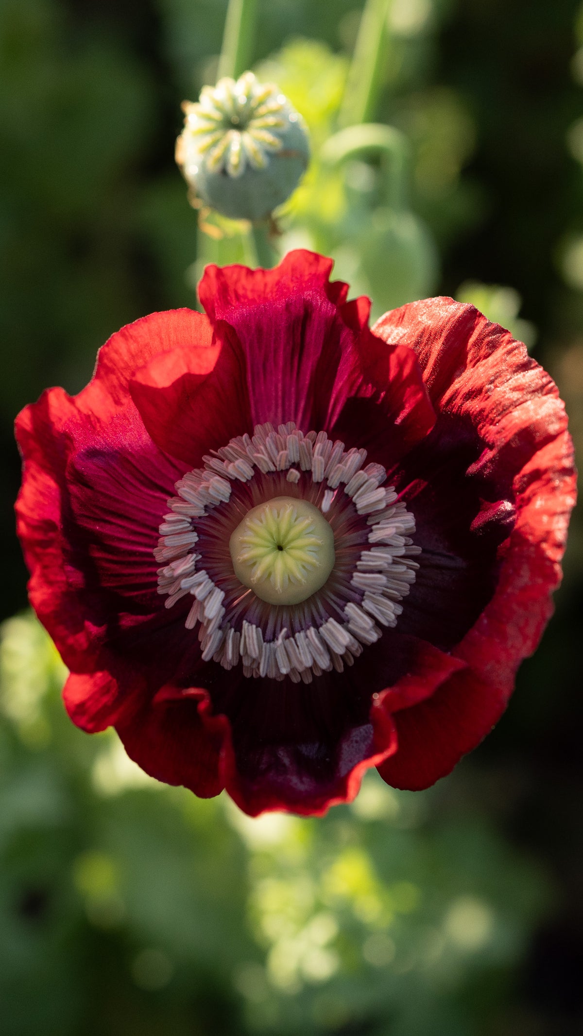 Cherry Glow Poppy