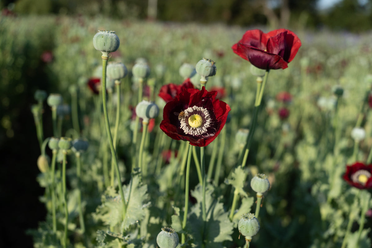 Cherry Glow Poppy