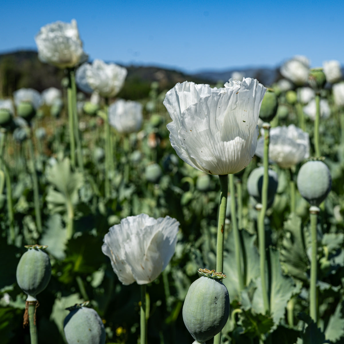 Peshawar Poppy