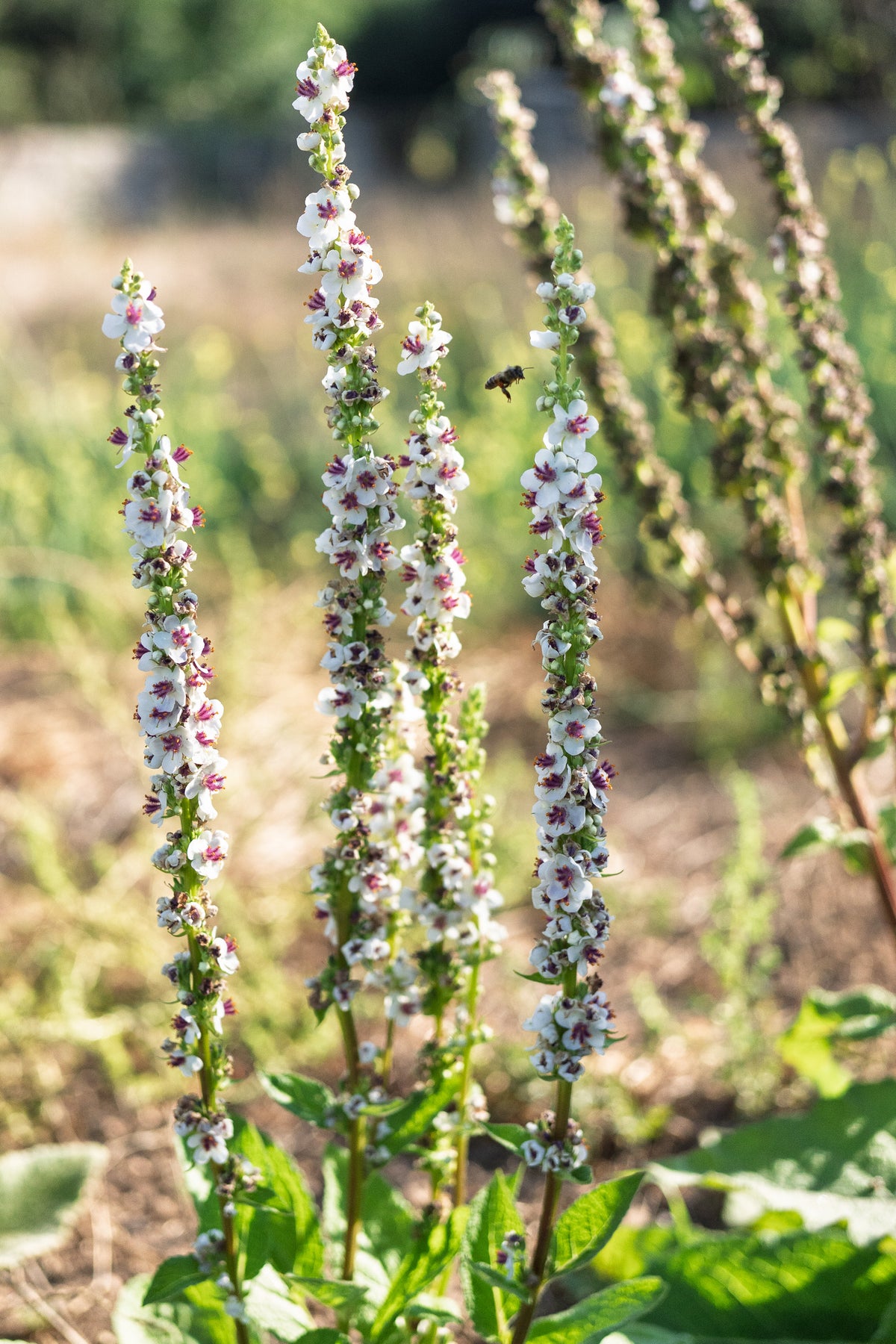 Purple Throated Mullein