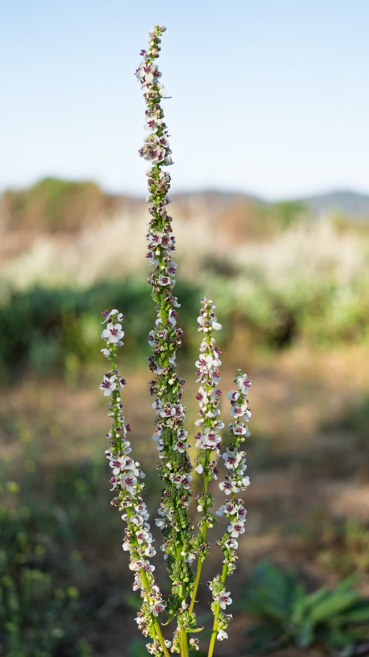 Purple Throated Mullein