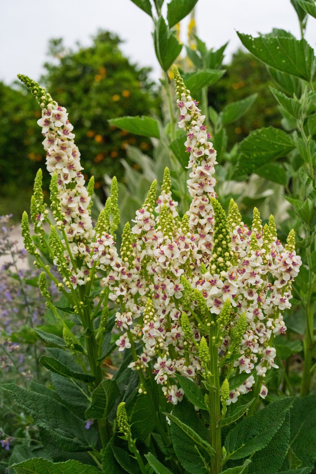 Purple Throated Mullein