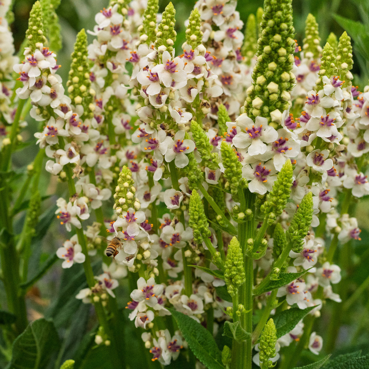 Purple Throated Mullein