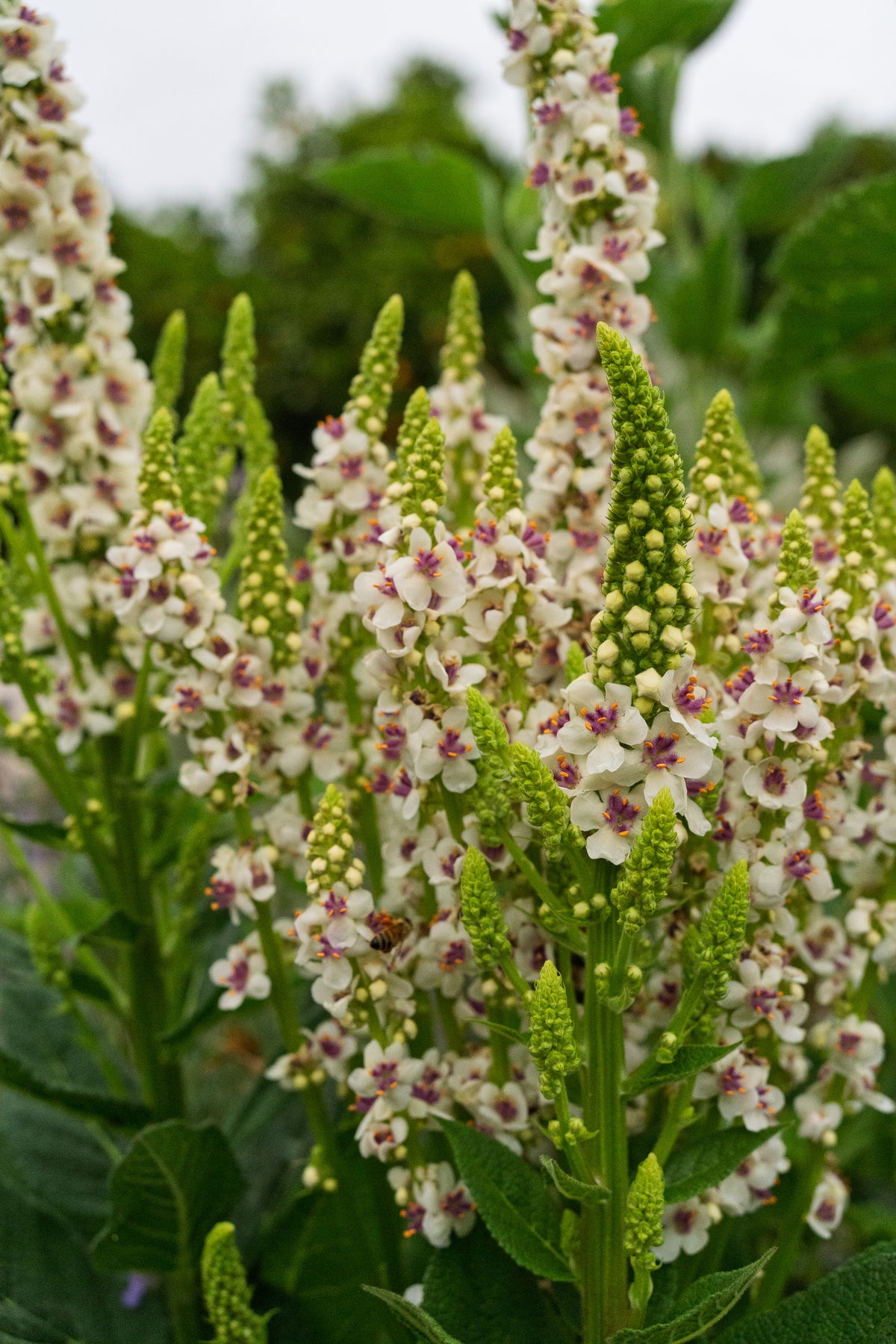 Purple Throated Mullein