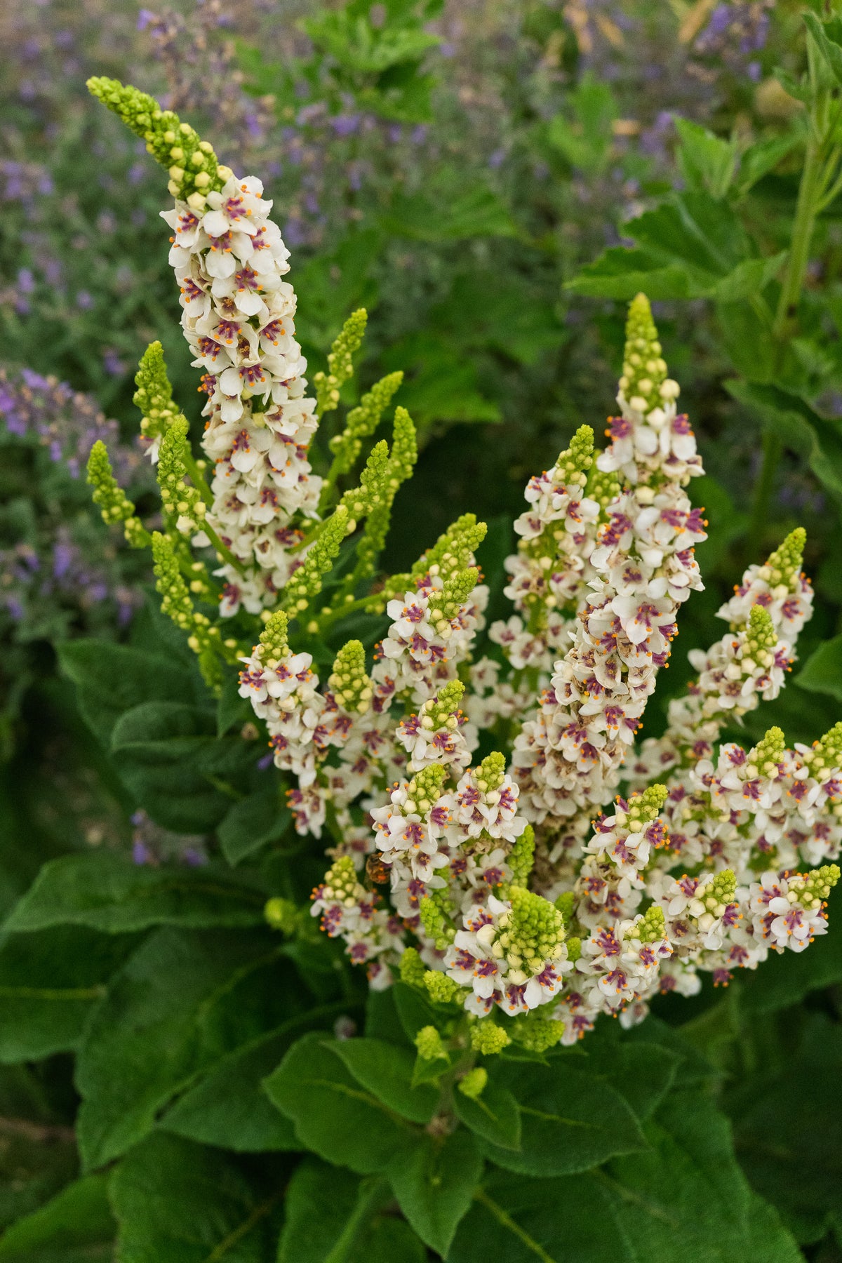 Purple Throated Mullein