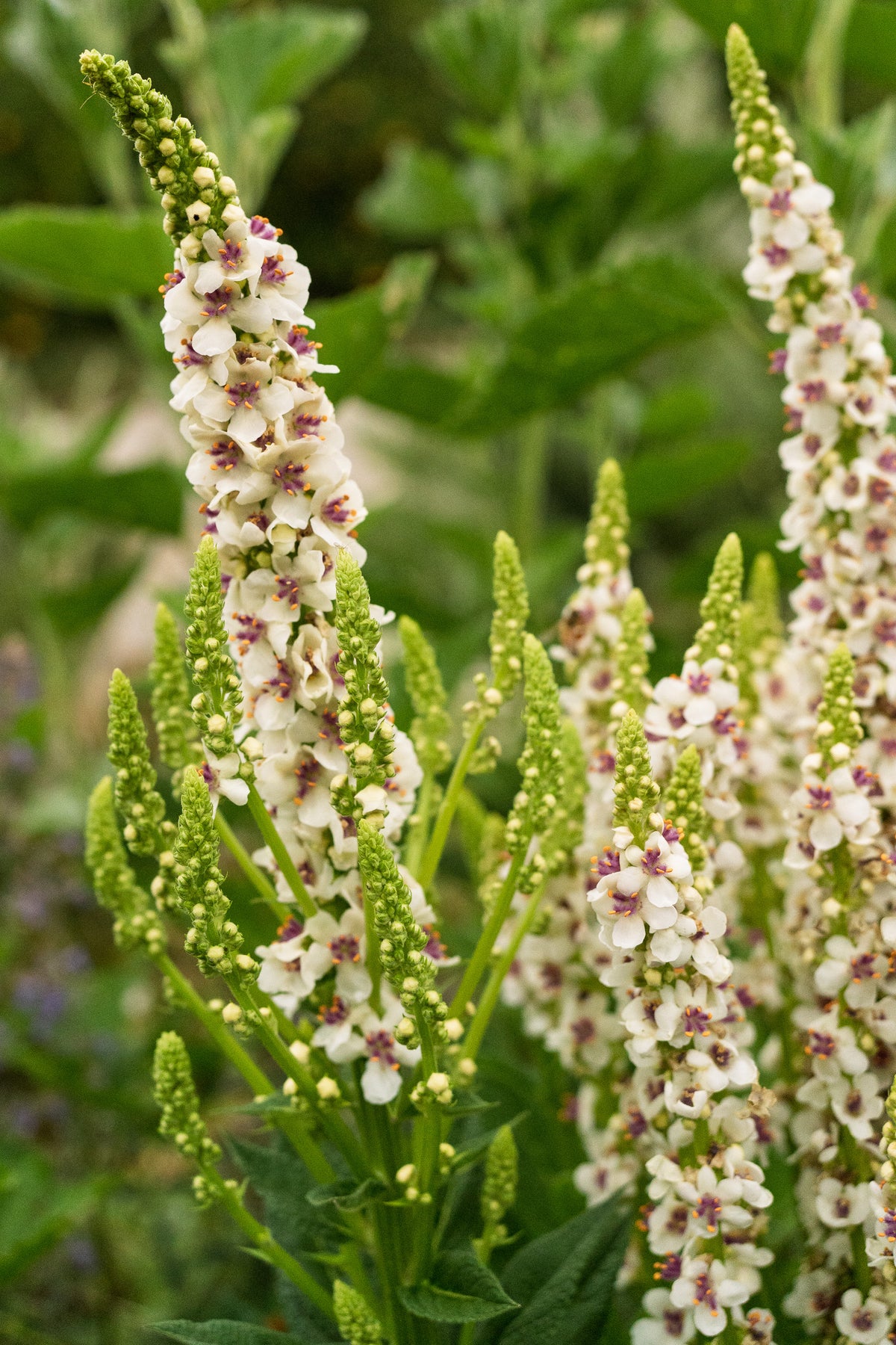 Purple Throated Mullein