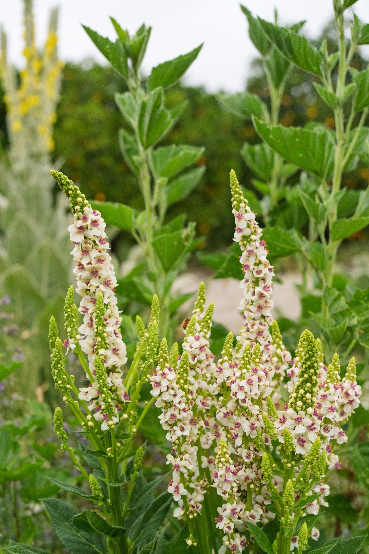 Purple Throated Mullein
