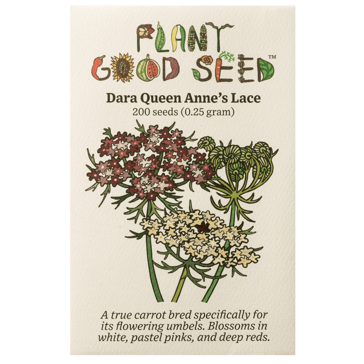 Dara Queen Anne&#39;s Lace