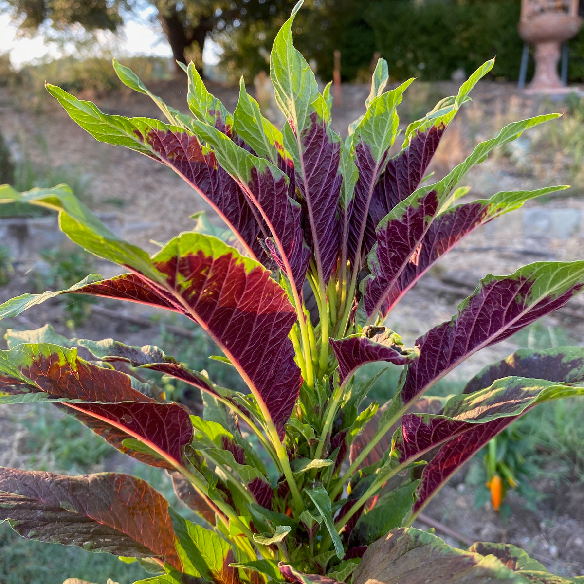 Red Callaloo Leaf Amaranth