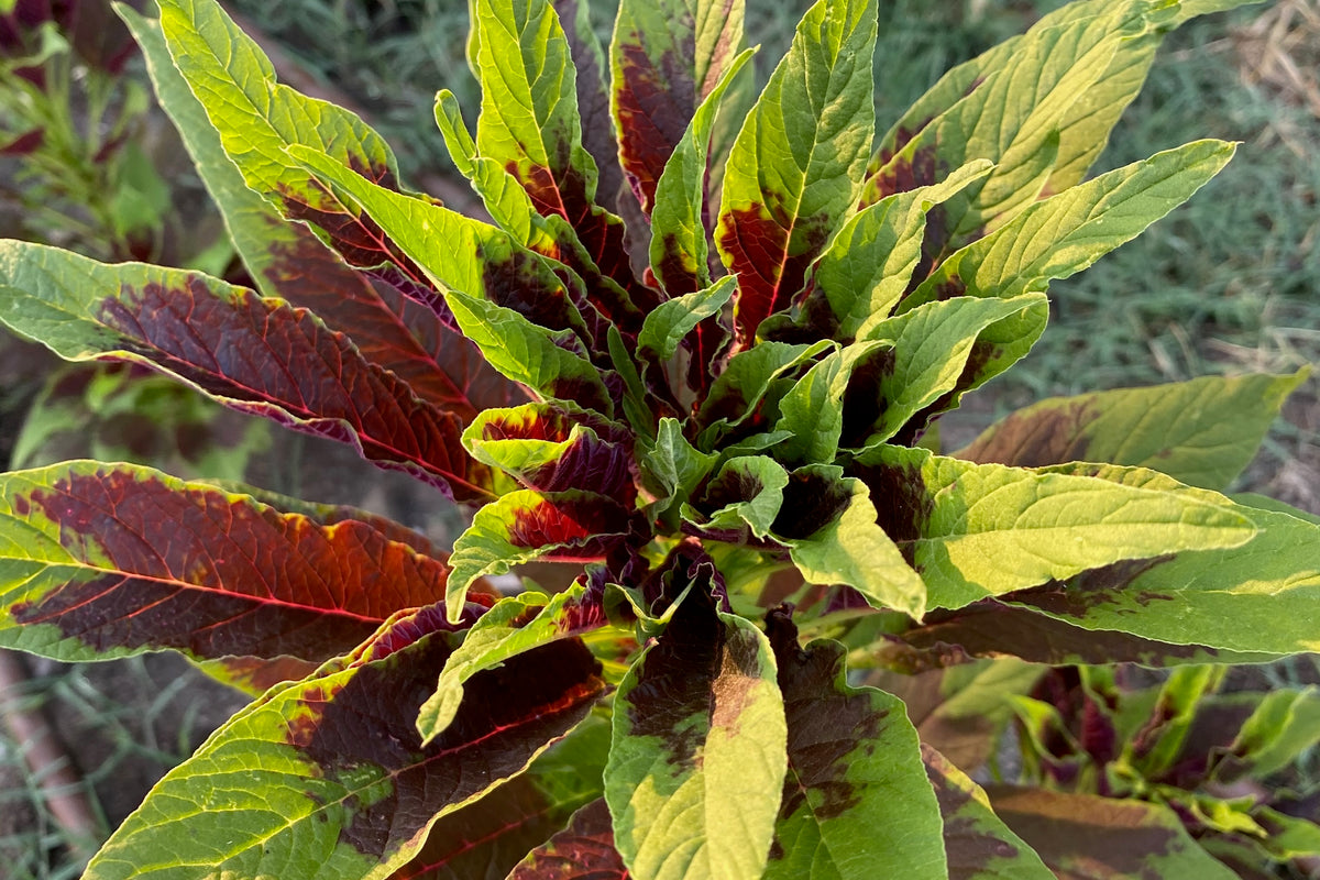 Red Callaloo Leaf Amaranth