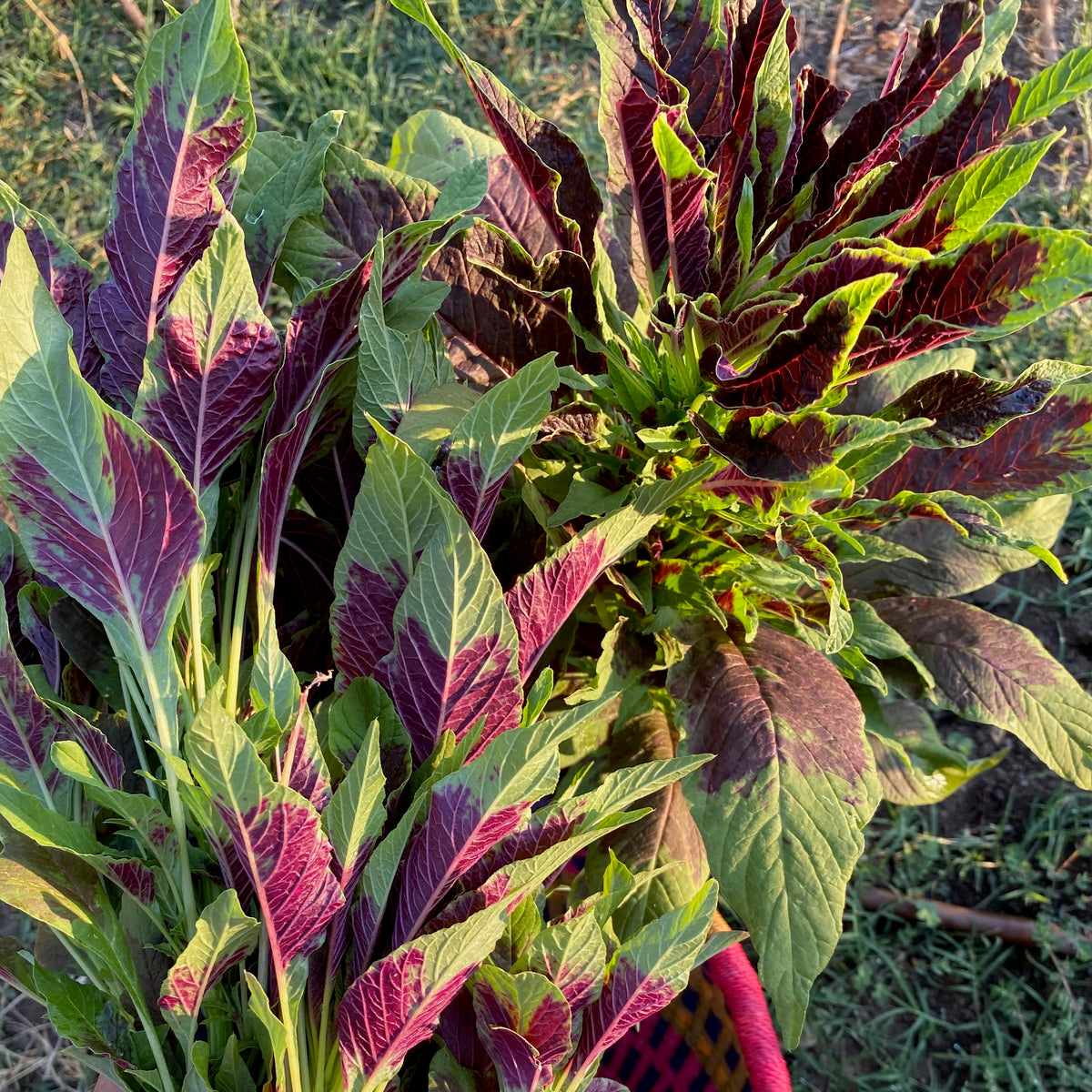 Red Callaloo Leaf Amaranth