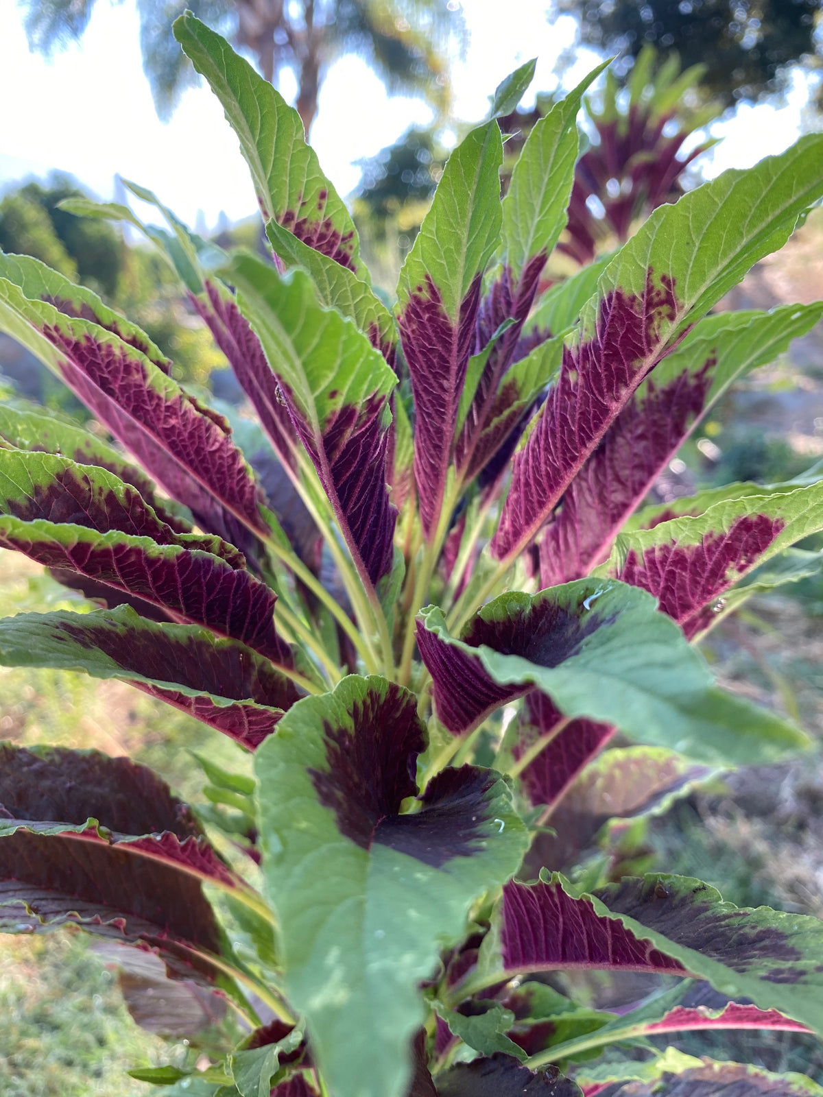 Red Callaloo Leaf Amaranth
