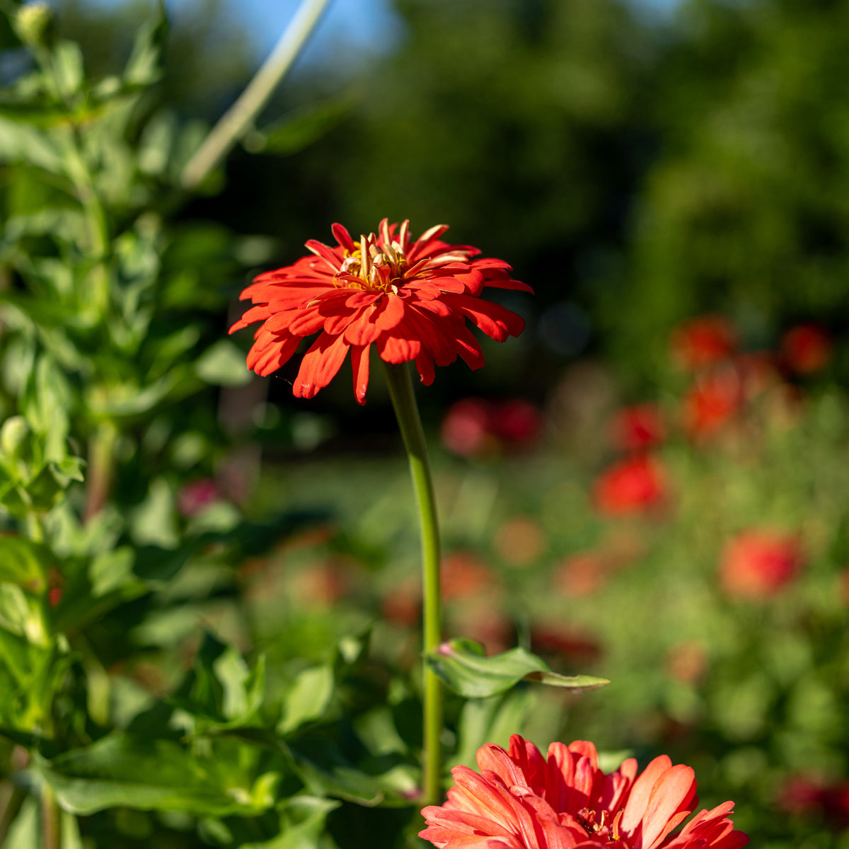 Zinnia Red Zinnia Flower