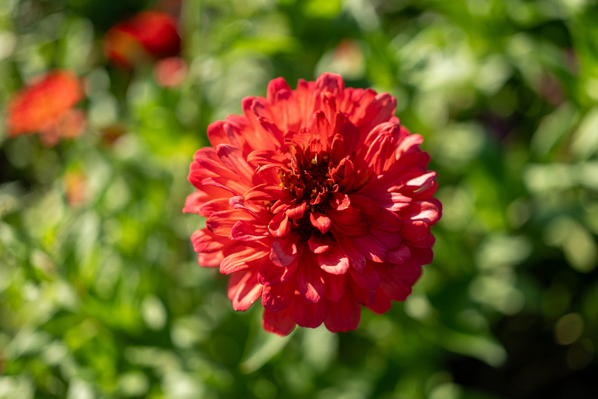 Zinnia Red Zinnia Flower