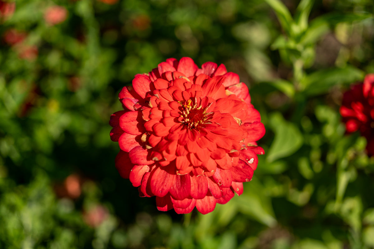 Zinnia Red Zinnia Flower