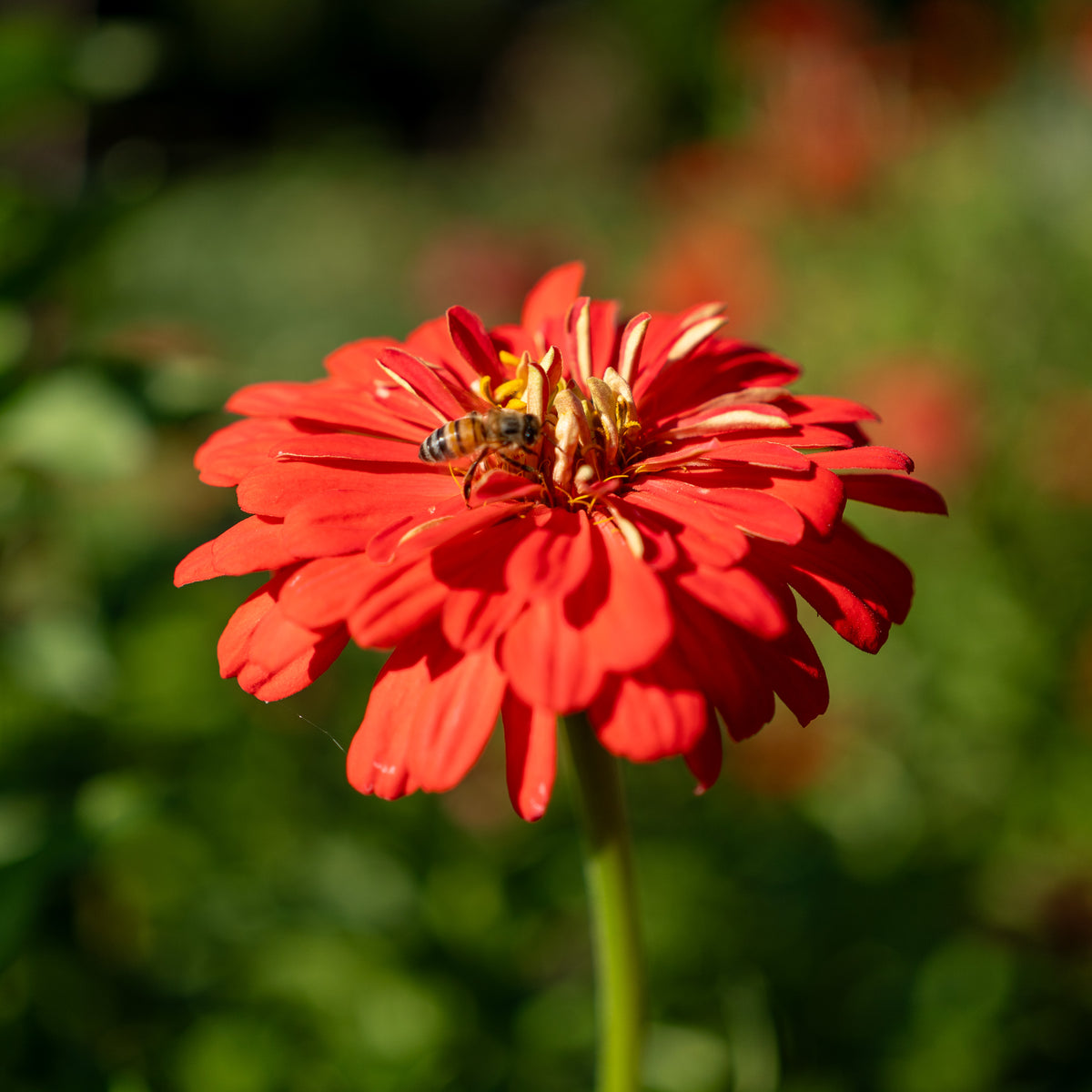 Zinnia Red Zinnia Flower