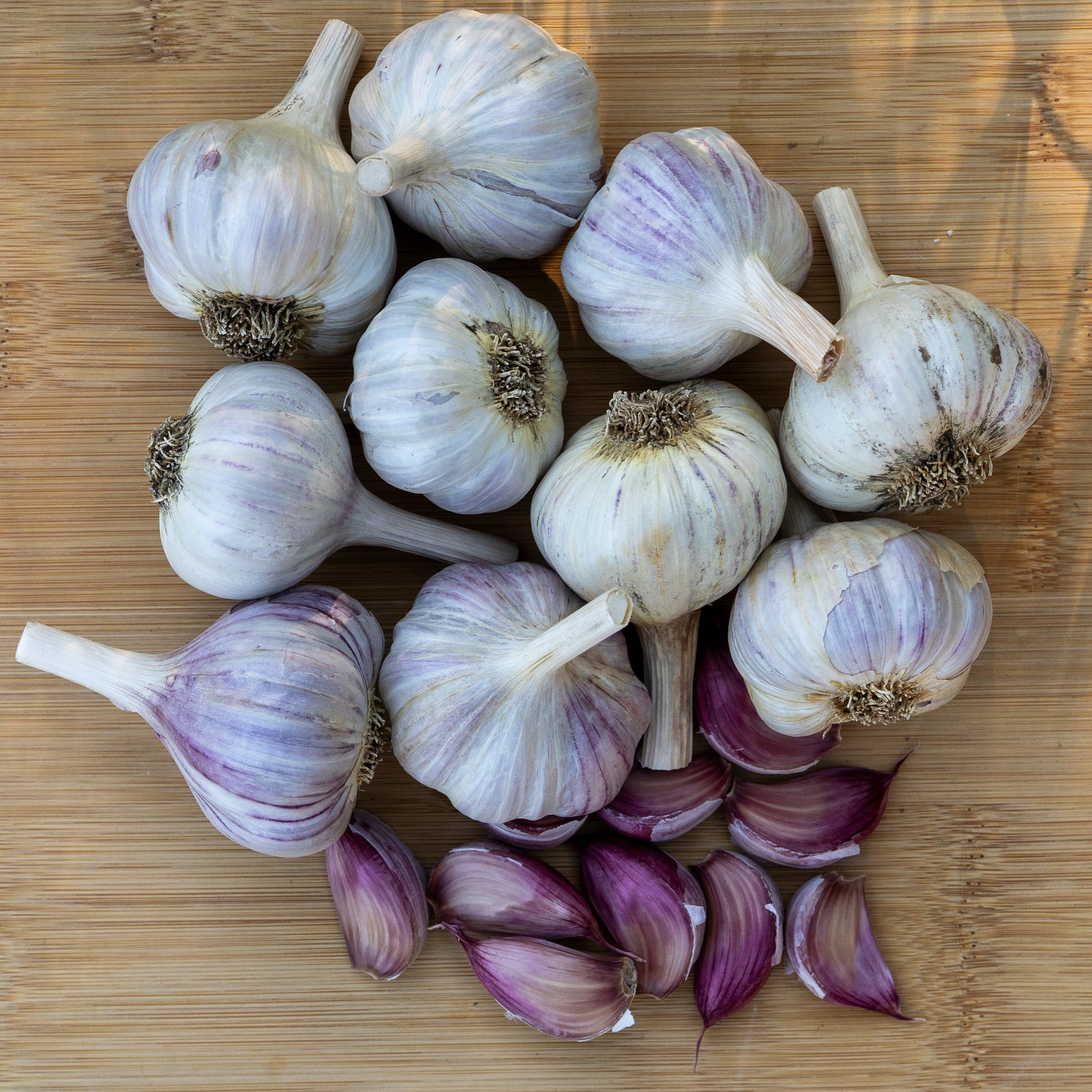 Donostia Red Hardneck Garlic