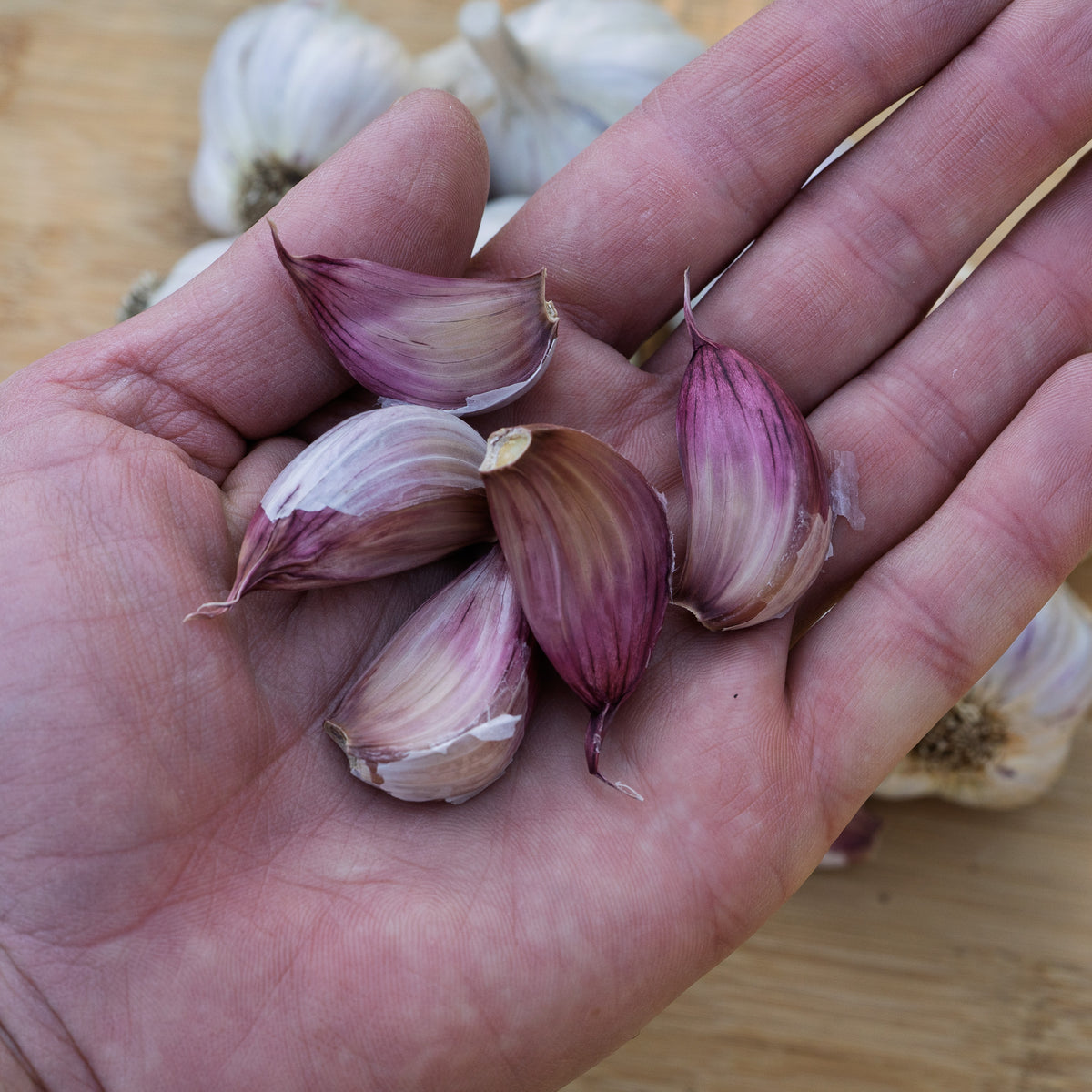 Donostia Red Hardneck Garlic