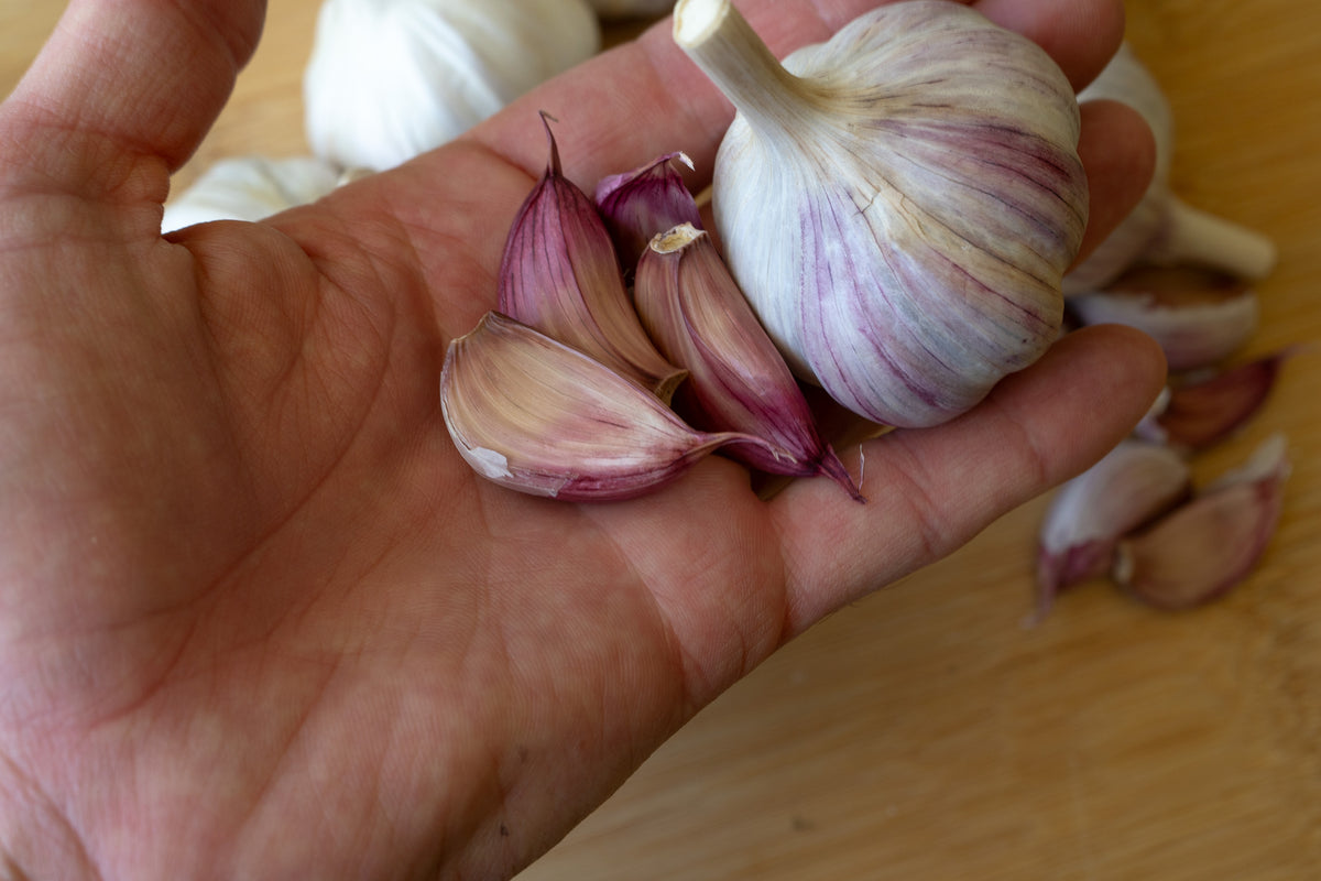 Donostia Red Hardneck Garlic