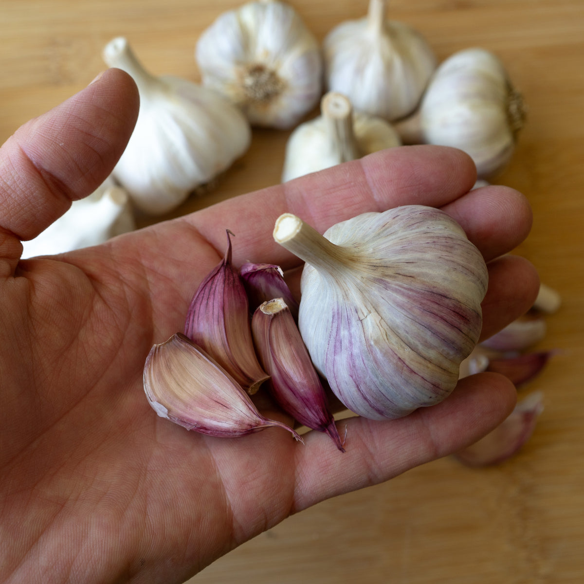 Donostia Red Hardneck Garlic