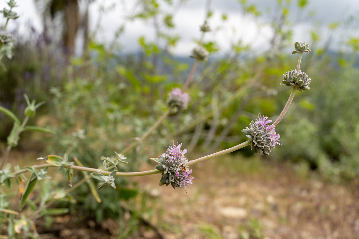 Purple Sage
