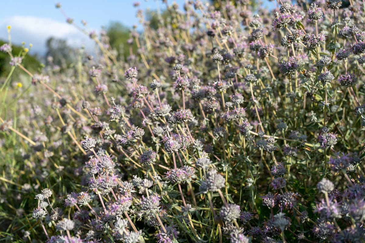 Purple Sage