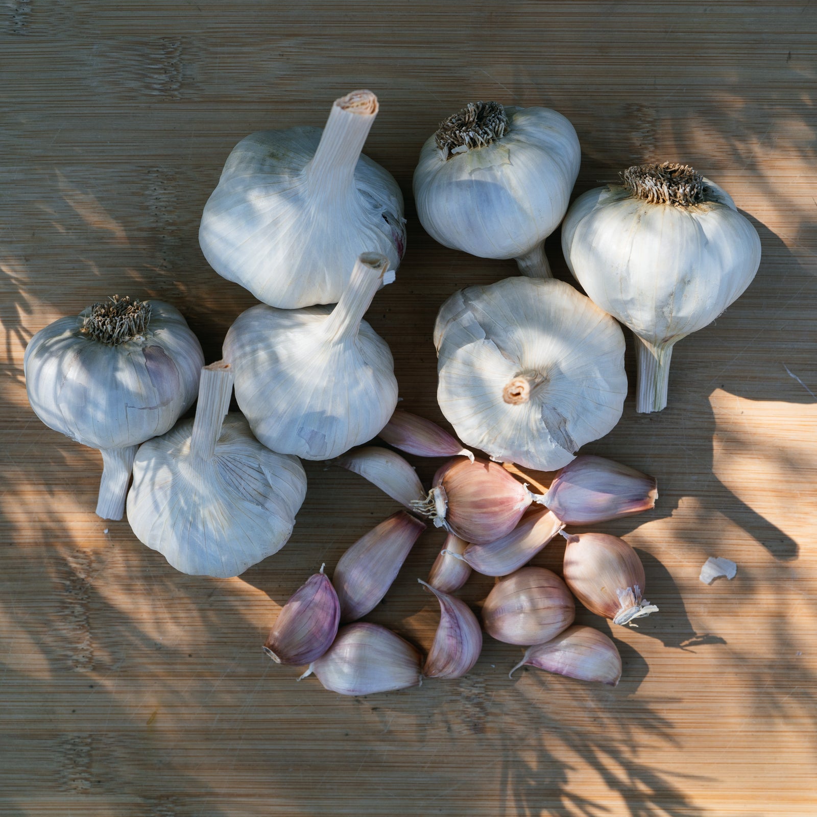 Silver Rose Softneck Garlic