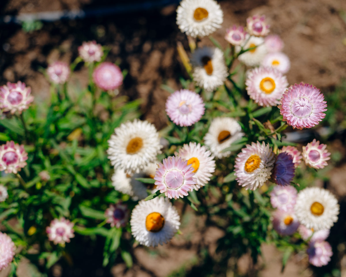 Silvery Rose Strawflower