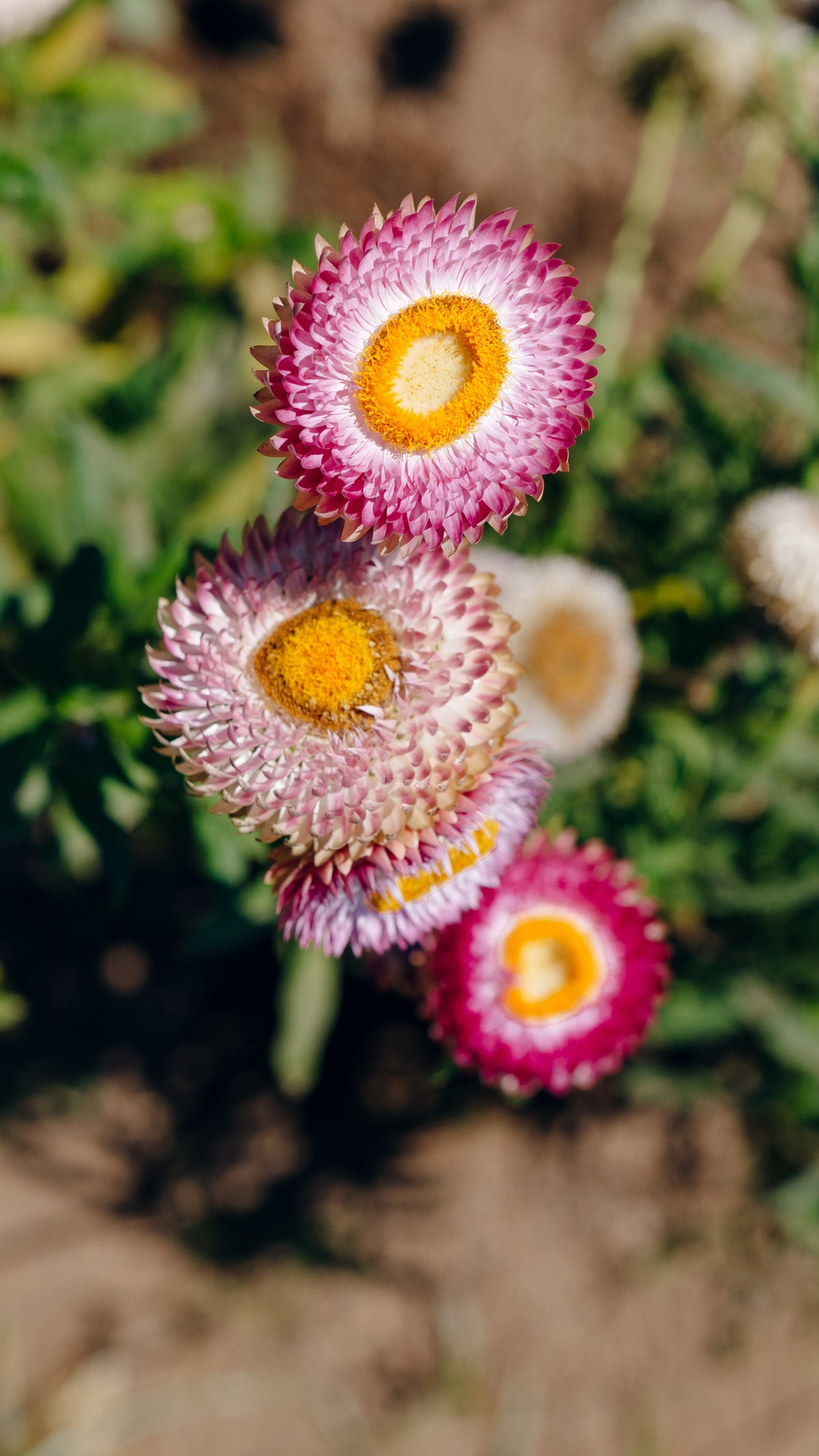 Silvery Rose Strawflower
