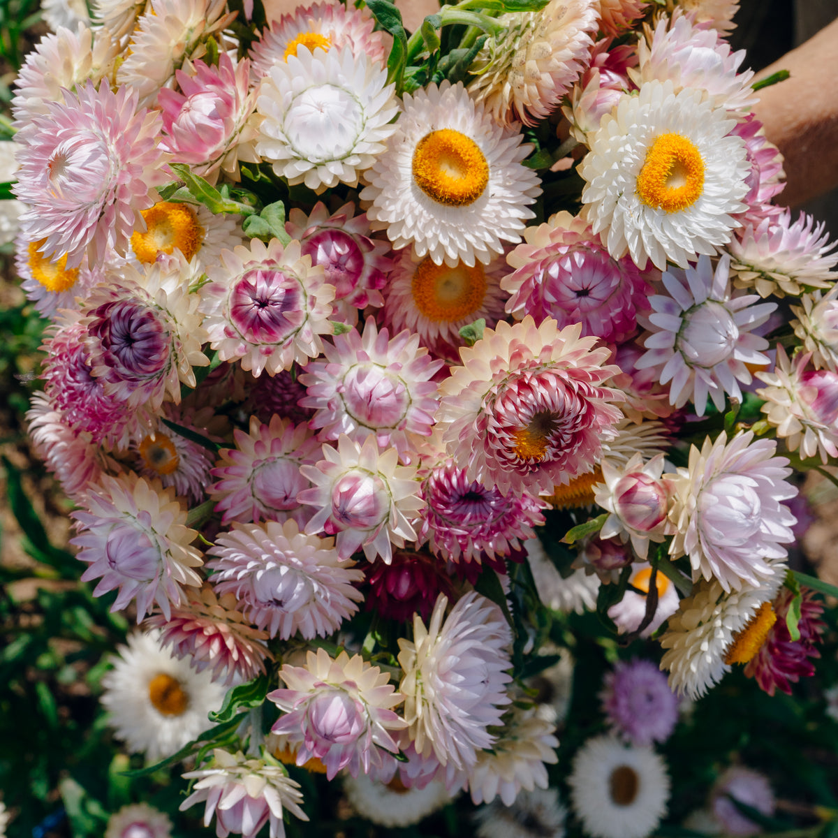 Silvery Rose Strawflower