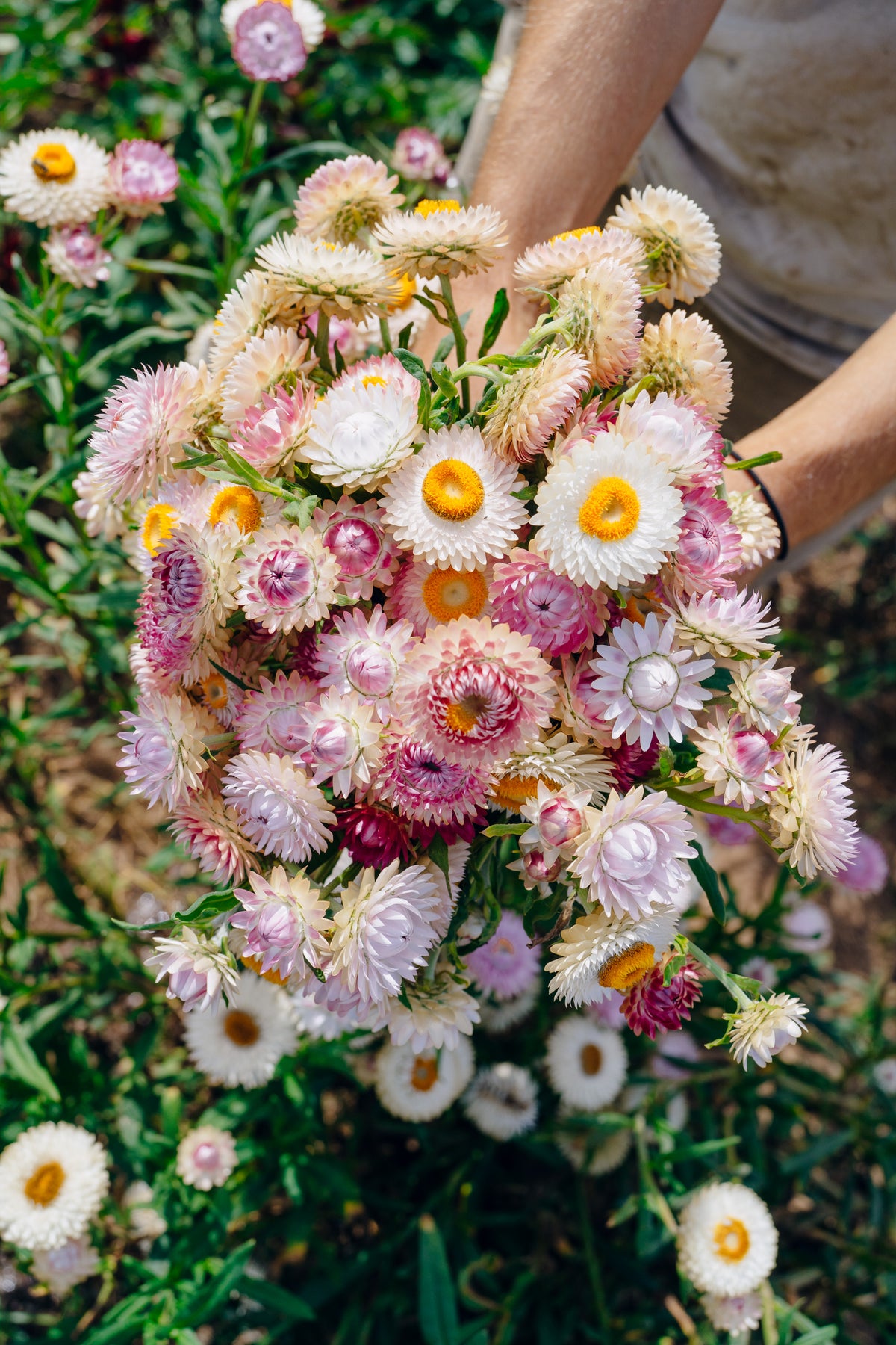 Silvery Rose Strawflower