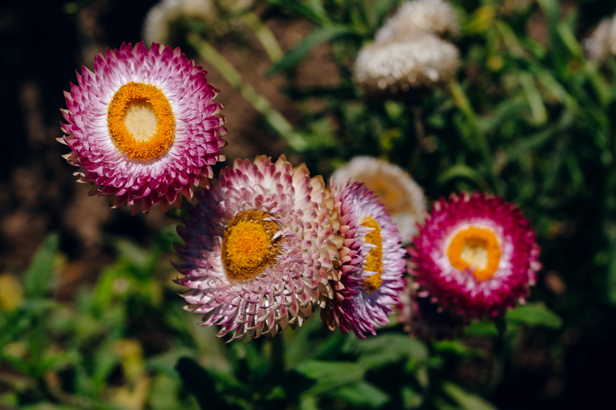 Silvery Rose Strawflower