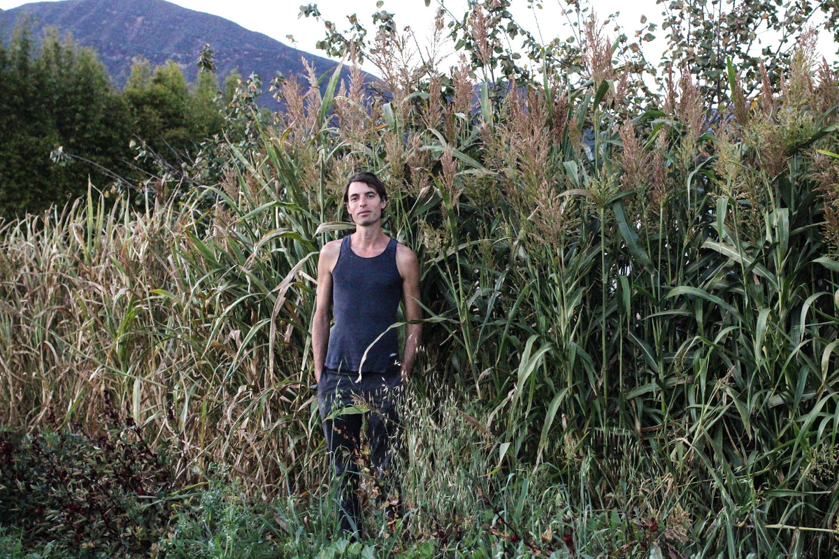 Sorghum-Sudangrass BMR F1