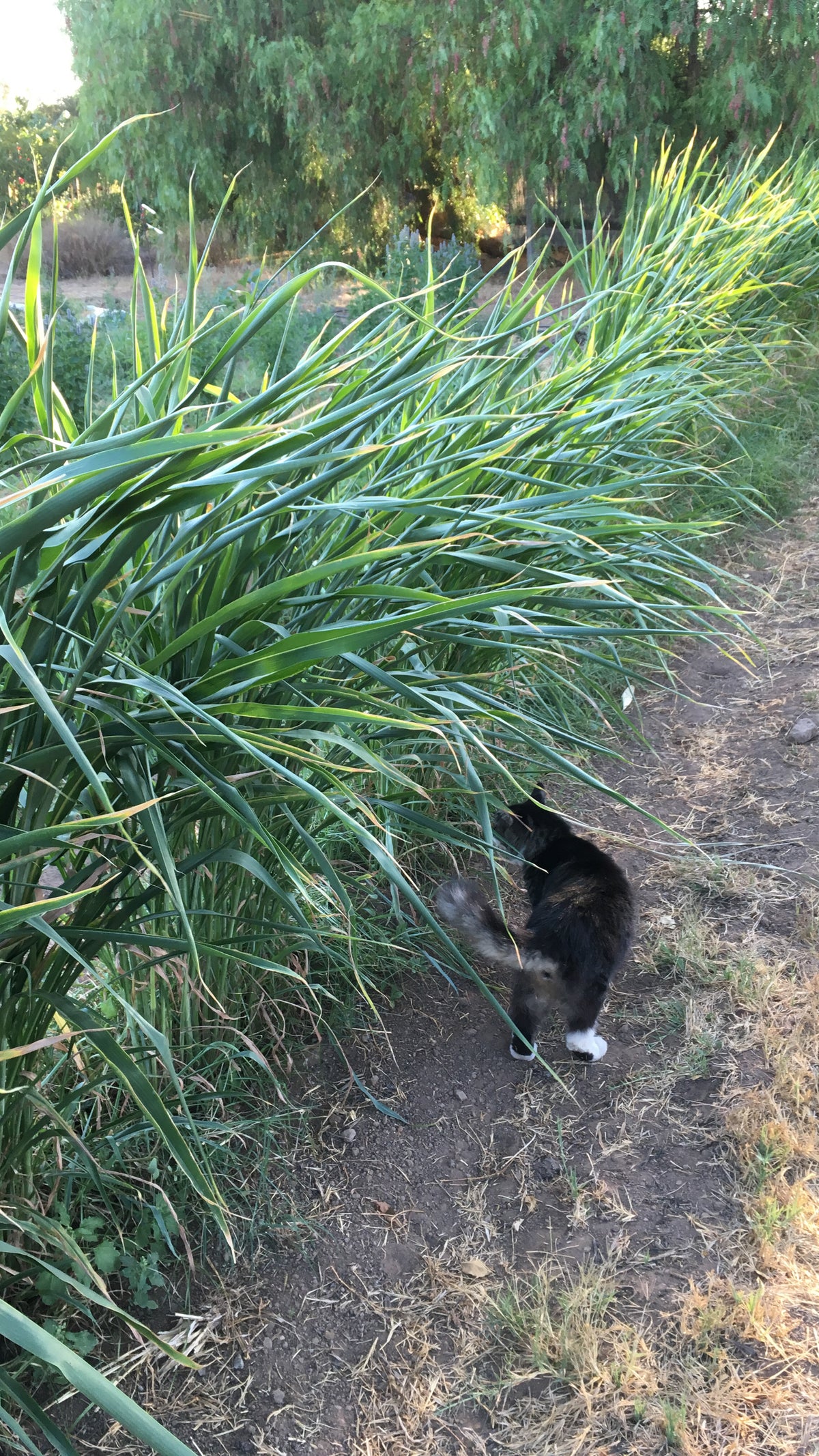 Sorghum-Sudangrass BMR F1